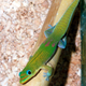 Illustration for article titled A piece of 50 million-year-old preserved lizard skin reveals how ancient animals looked